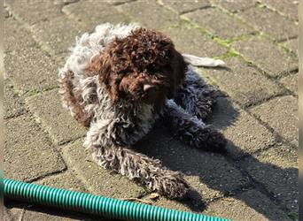 Lagotto Romagnolo Welpen, 4 Hündinnen suchen ein Zuhause