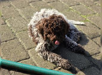 Lagotto Romagnolo Welpen, 4 Hündinnen suchen ein Zuhause