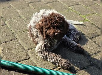 Lagotto Romagnolo Welpen, 4 Hündinnen suchen ein Zuhause