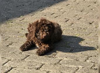 Lagotto Romagnolo Welpen, 4 Hündinnen suchen ein Zuhause