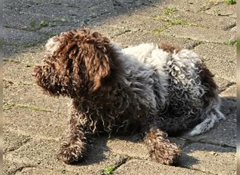 Lagotto Romagnolo Welpen, 4 Hündinnen suchen ein Zuhause