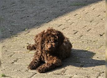 Lagotto Romagnolo Welpen, 4 Hündinnen suchen ein Zuhause