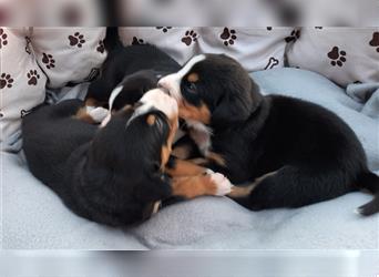 Entlebucher Welpen