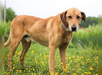 Vizsla-Mix-Rüde ♥Bongo♥ schmusig und klug