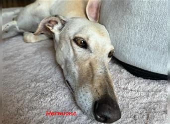 Hermione 06/2019 (in Deutschland) - anhängliche, verschmuste und ausgeglichene hübsche Galga!