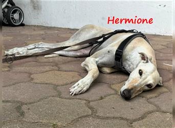 Hermione 06/2019 (in Deutschland) - anhängliche, verschmuste und ausgeglichene hübsche Galga!