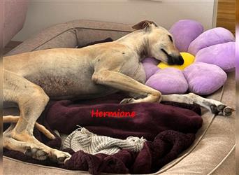 Hermione 06/2019 (in Deutschland) - anhängliche, verschmuste und ausgeglichene hübsche Galga!