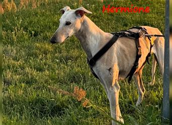 Hermione 06/2019 (in Deutschland) - anhängliche, verschmuste und ausgeglichene hübsche Galga!