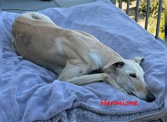 Hermione 06/2019 (in Deutschland) - anhängliche, verschmuste und ausgeglichene hübsche Galga!