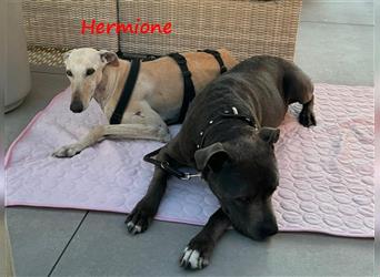 Hermione 06/2019 (in Deutschland) - anhängliche, verschmuste und ausgeglichene hübsche Galga!