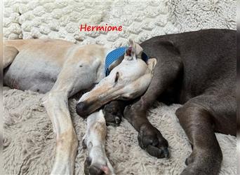 Hermione 06/2019 (in Deutschland) - anhängliche, verschmuste und ausgeglichene hübsche Galga!