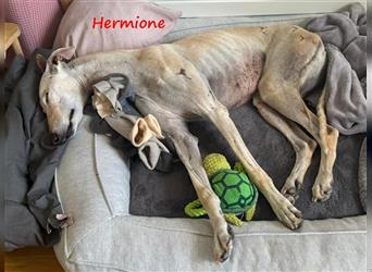 Hermione 06/2019 (in Deutschland) - anhängliche, verschmuste und ausgeglichene hübsche Galga!