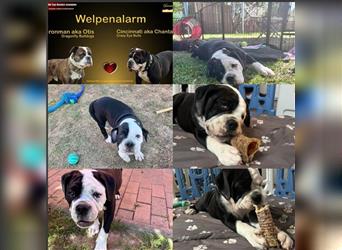 Continental Bulldogge Welpe