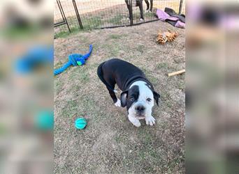 Continental Bulldogge Amea