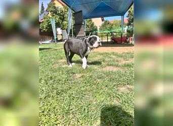 Continental Bulldogge Amea