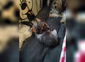 Yorkshire Terrier Welpen