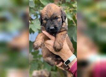 Wunderschöne fauve Briardwelpen aus VDH Zucht