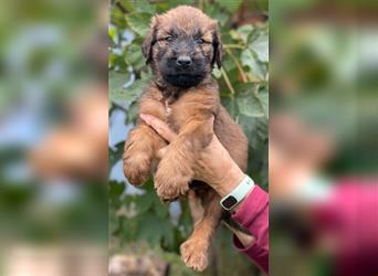 Wunderschöne fauve Briardwelpen aus VDH Zucht