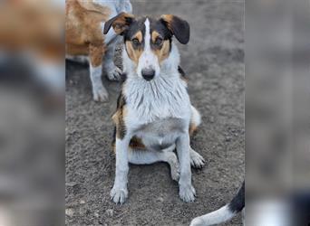 Rüde♥Rocco♥ junger, charmanter Kurzhaar-Collie-Bracken-Mix