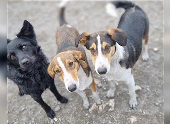 Rüde♥Rocco♥ junger, charmanter Kurzhaar-Collie-Bracken-Mix