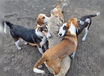 Rüde♥Rocco♥ junger, charmanter Kurzhaar-Collie-Bracken-Mix