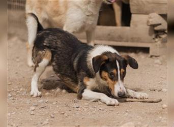 Rüde♥Rocco♥ junger, charmanter Kurzhaar-Collie-Bracken-Mix