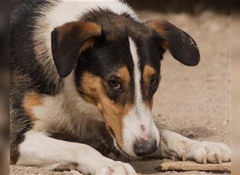 Rüde♥Rocco♥ junger, charmanter Kurzhaar-Collie-Bracken-Mix