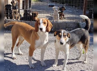 Rüde♥Rocco♥ junger, charmanter Kurzhaar-Collie-Bracken-Mix