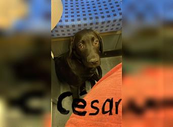 César