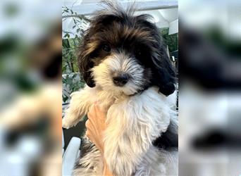 2 süße, stubenreine Maltipoo-Welpen