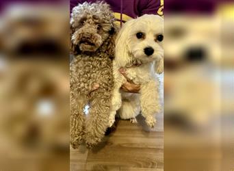 2 süße, stubenreine Maltipoo-Welpen