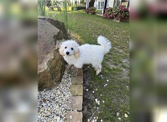 2 süße, stubenreine Maltipoo-Welpen