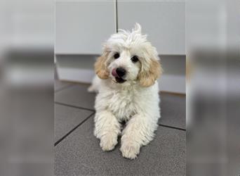 2 süße, stubenreine Maltipoo-Welpen