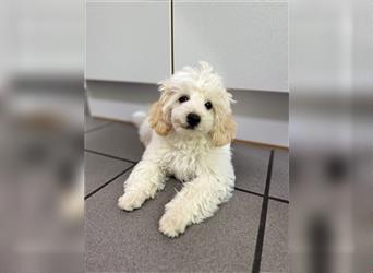 2 süße, stubenreine Maltipoo-Welpen