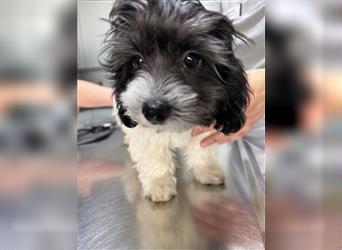 2 süße, stubenreine Maltipoo-Welpen