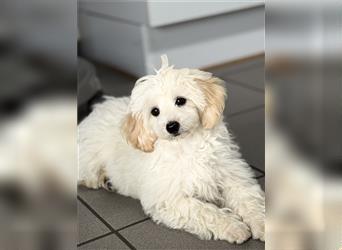 2 süße, stubenreine Maltipoo-Welpen