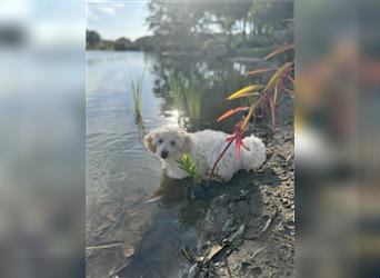 2 süße, stubenreine Maltipoo-Welpen