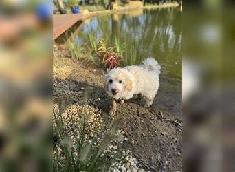 2 süße, stubenreine Maltipoo-Welpen