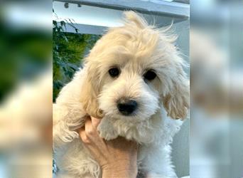 2 süße, stubenreine Maltipoo-Welpen