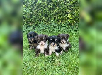 Mini/Toy Aussiedoodle Welpen / Zwergpudel / Australian Shepherd