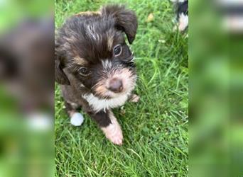 Mini/Toy Aussiedoodle Welpen / Zwergpudel / Australian Shepherd