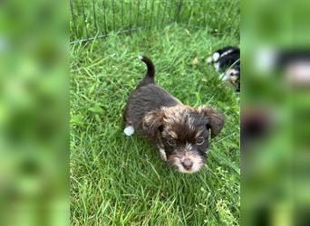 Mini/Toy Aussiedoodle Welpen / Zwergpudel / Australian Shepherd