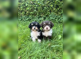 Mini/Toy Aussiedoodle Welpen / Zwergpudel / Australian Shepherd