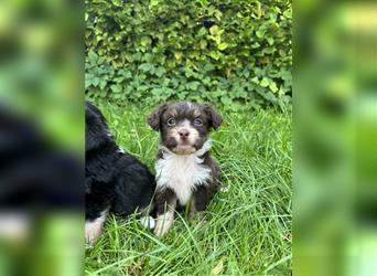 Mini/Toy Aussiedoodle Welpen / Zwergpudel / Australian Shepherd