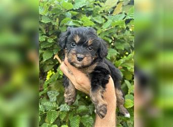 Mini/Toy Aussiedoodle Welpen / Zwergpudel / Australian Shepherd