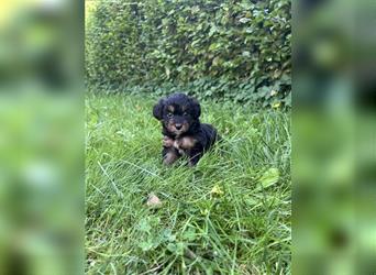 Mini/Toy Aussiedoodle Welpen / Zwergpudel / Australian Shepherd