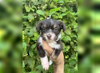 Mini/Toy Aussiedoodle Welpen / Zwergpudel / Australian Shepherd