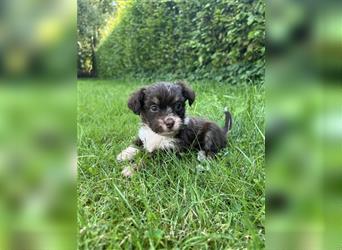 Mini/Toy Aussiedoodle Welpen / Zwergpudel / Australian Shepherd