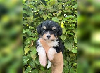 Mini/Toy Aussiedoodle Welpen / Zwergpudel / Australian Shepherd