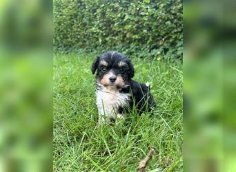 Mini/Toy Aussiedoodle Welpen / Zwergpudel / Australian Shepherd